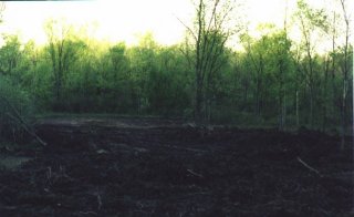 #1: Looking across the boggy field towards the confluence