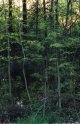 #4: More woods, more water