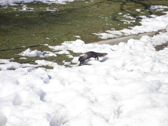 Ardilla jugando en el Table Rock - Squirrel playing on Table Rock