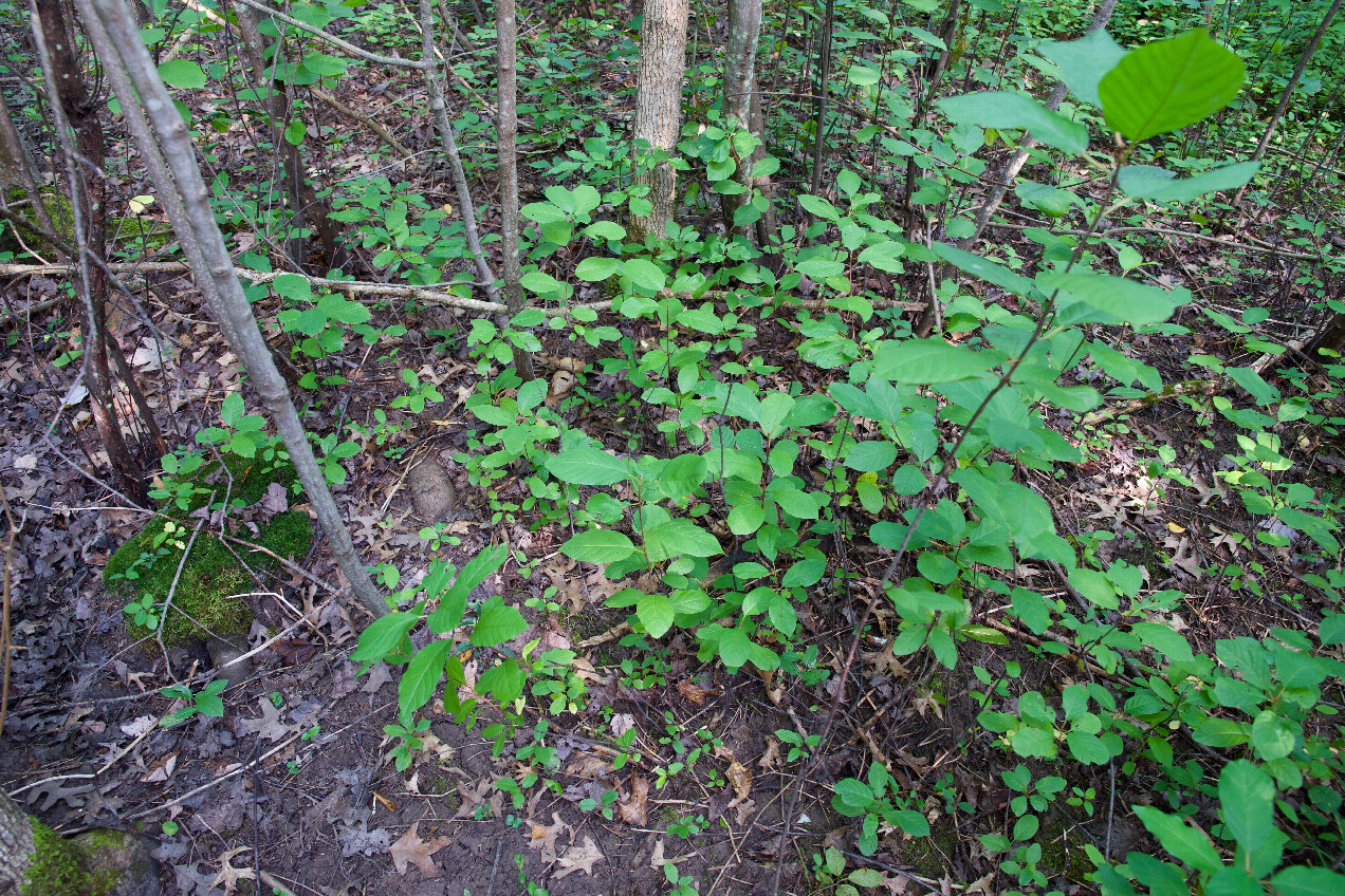 Ground cover at the confluence point