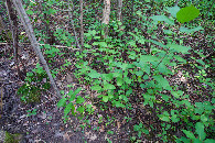 #5: Ground cover at the confluence point