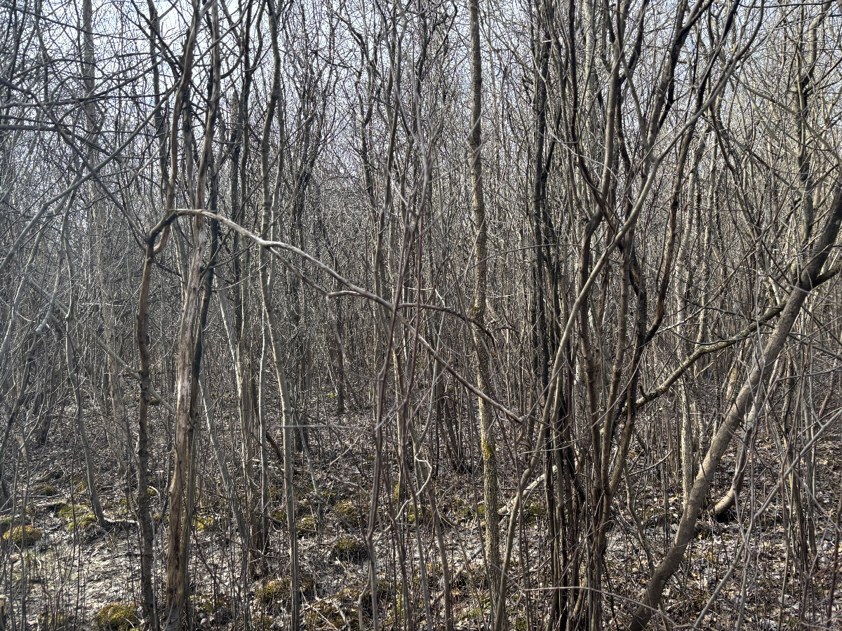 View to the south from the confluence point.