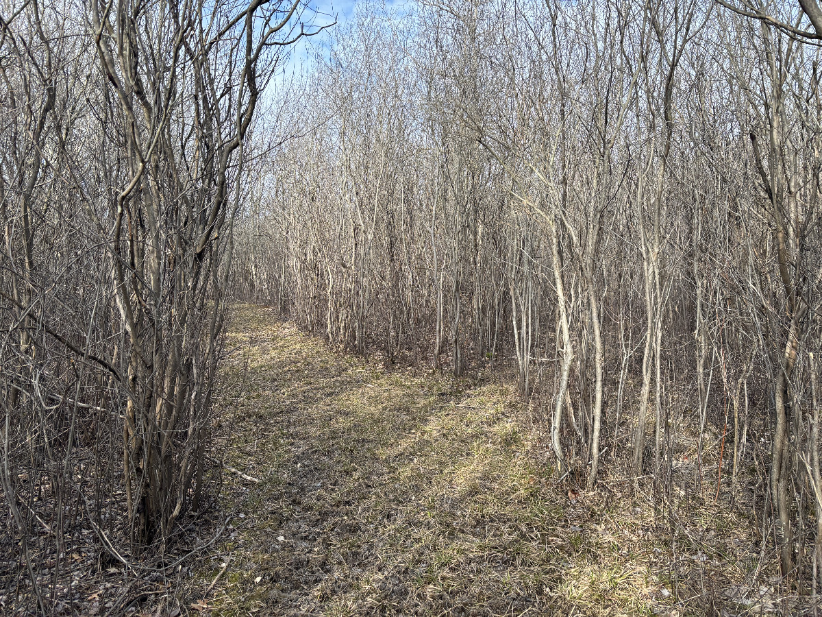 View to the West from 2 m north of the confluence point.