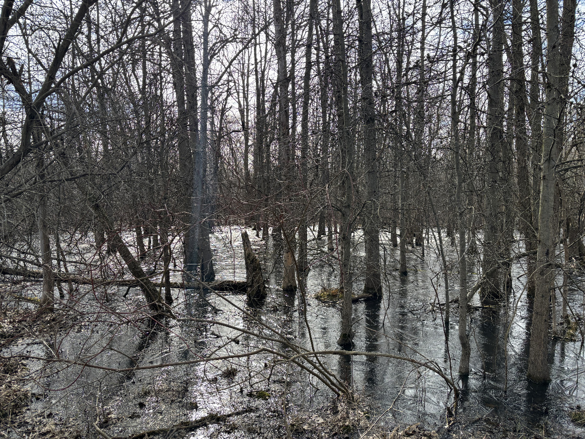 Very wet ground cover surrounding the confluence point. 