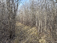 #5: View to the West from 2 m north of the confluence point.