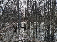 #7: Very wet ground cover surrounding the confluence point. 