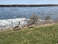 #9: The Niagara River west of the point looking into Canada on the far shore. 