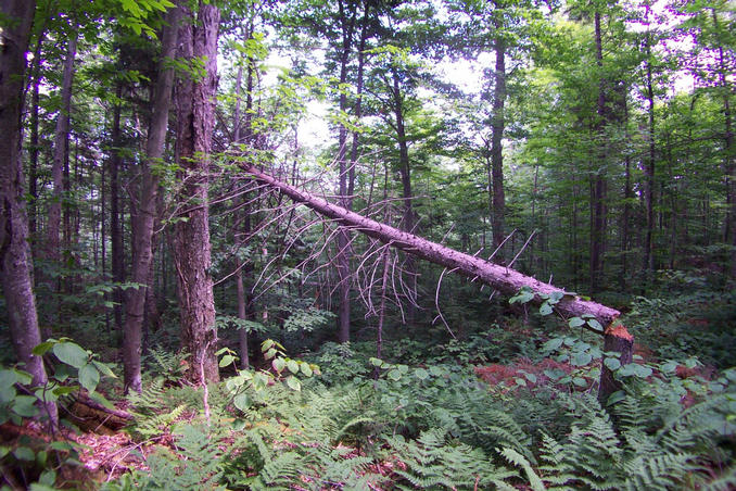 Looking east to a fallen tree