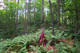 #1: Looking south across the ornately decorated Confluence Stump