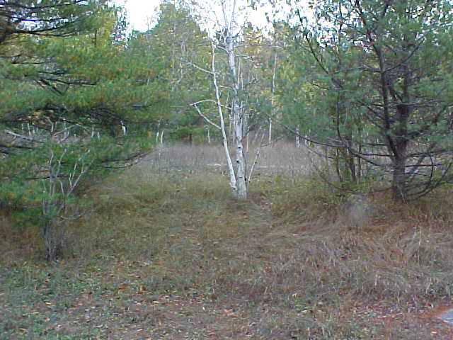 Confluence Area View #3 - the lonely little birch tree watches me!