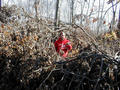 #6: Rich sez: "That darn confluence is around here somewhere ..."