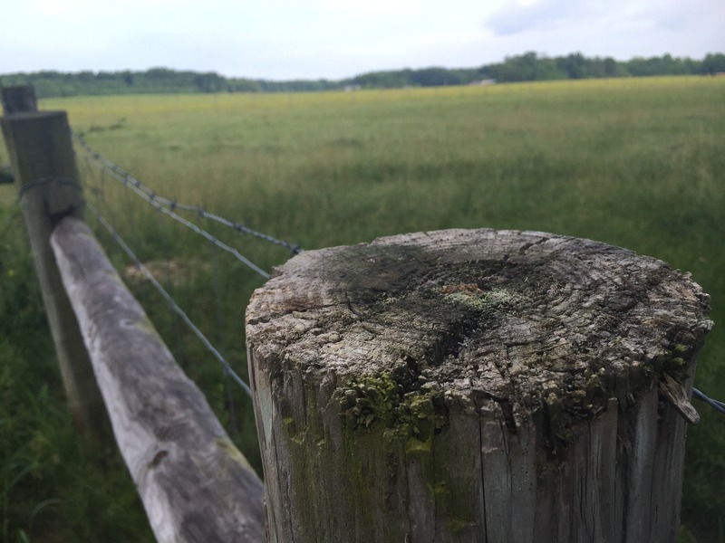 Better view of the field to the west, about 40 meters west of the confluence.