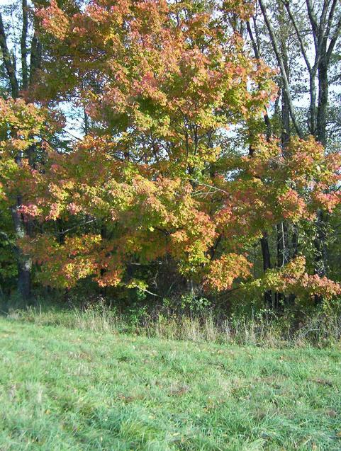 The confluence is at the edge of the hay field near this tree.