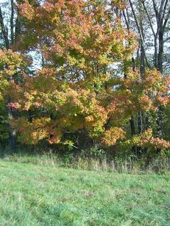 #1: The confluence is at the edge of the hay field near this tree.