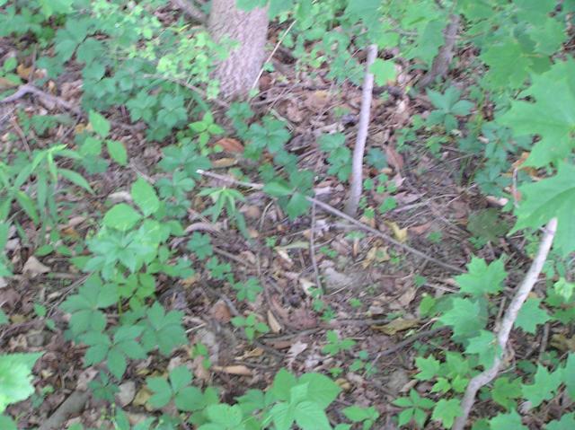 Groundcover at the confluence site.