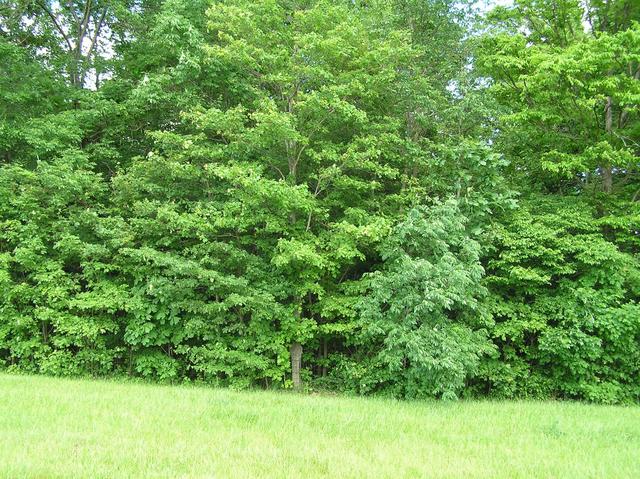 Looking east at the confluence site--at the small break in the trees--from the west.