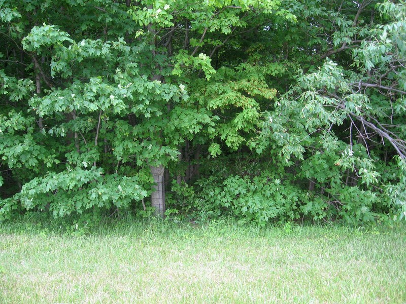 The confluence lies just a few feet beyond the fence at the edge of the woods.