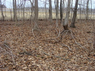 #1: 40N 84E lies in bare woods just east of the North Dayton – Lakeview Road.