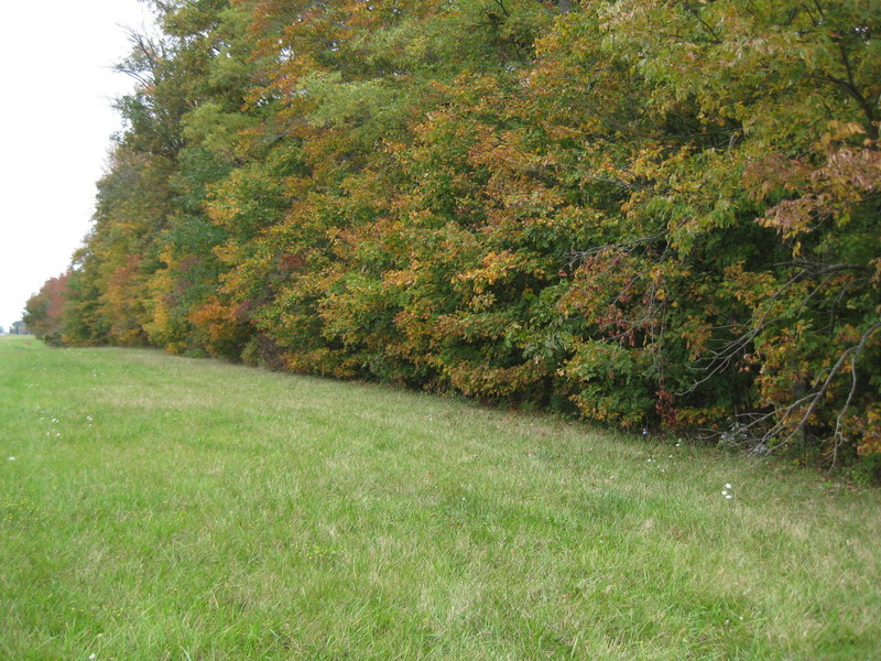 View of the site looking NNE