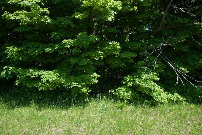 View East (towards the point, from 50 feet away)