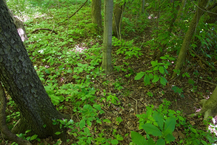 The confluence point lies in a patch of forest, just east of a highway (that runs north-south)