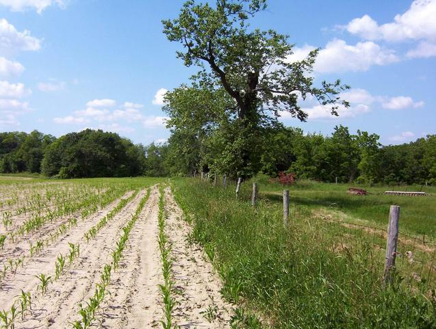 The fence line looking north.