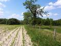 #3: The fence line looking north.