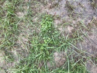 #4: Wet ground cover at the confluence point.