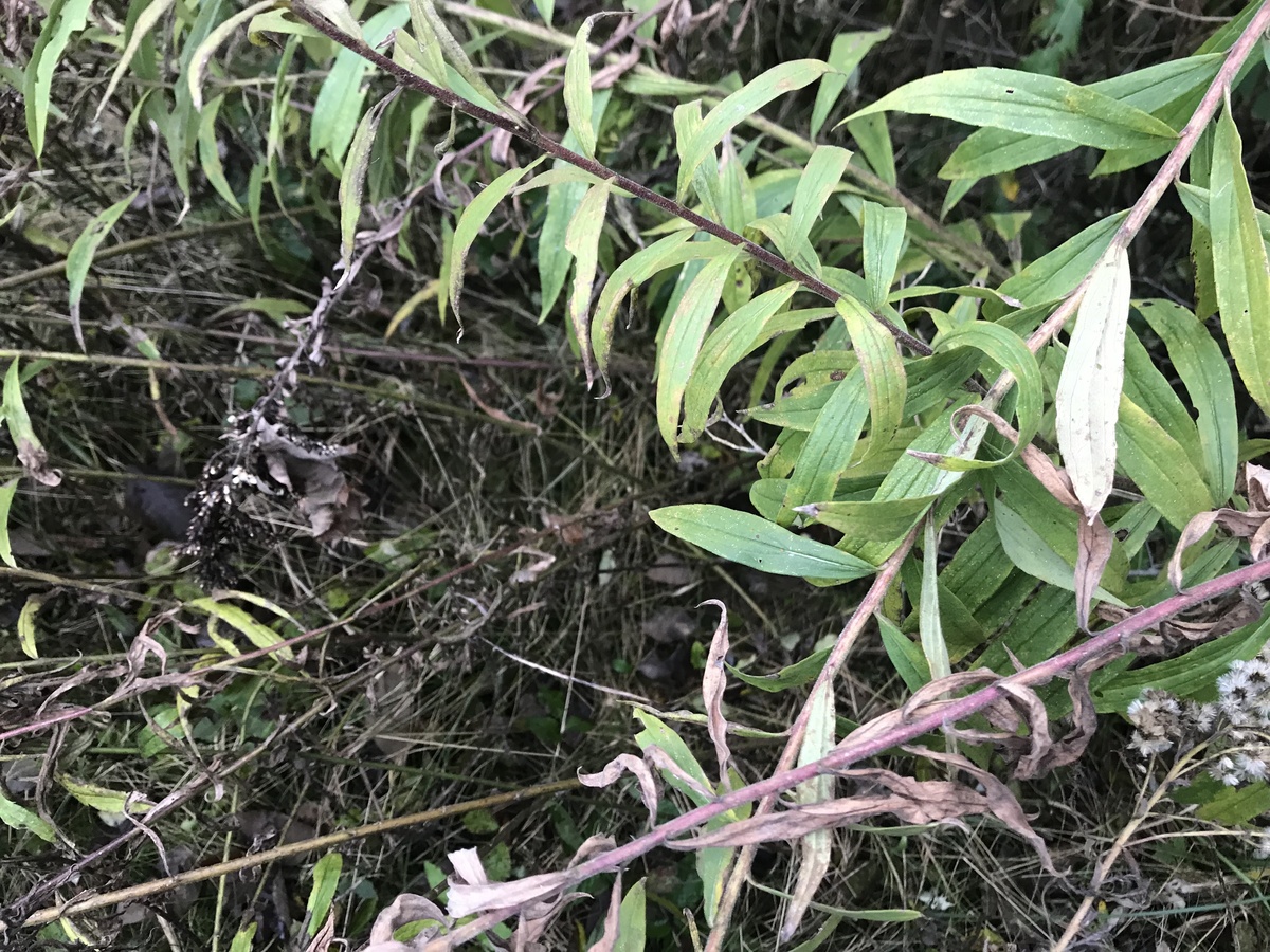 Ground cover at the confluence. 