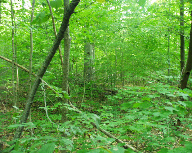 looking north from the confluence point