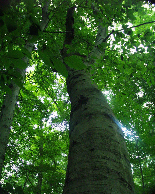 the confluence point is near this large tree