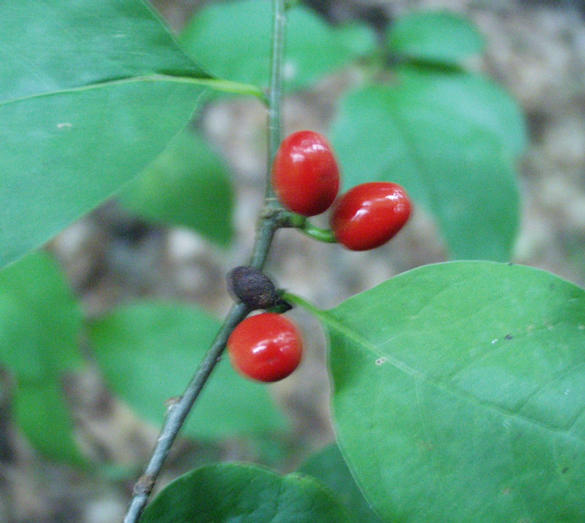 berries found near the spot