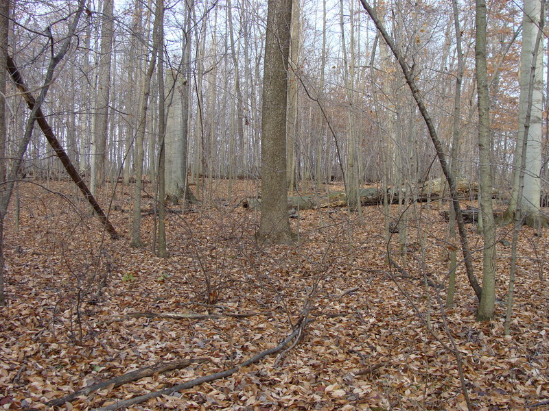 With the leaves on the ground instead of the trees, the view to the north is much more open than in the summer.