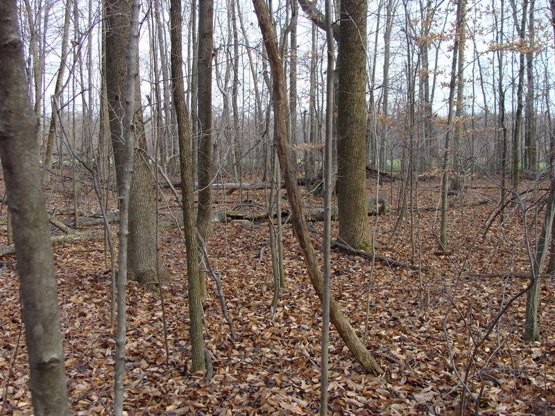 The field to the east of 41N 83W is visible (just barely) this time of year.