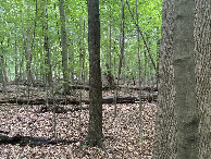 #5: View to the west from the confluence point. 