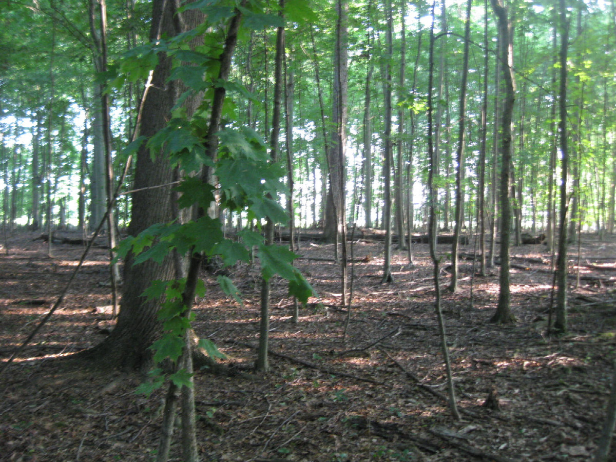 View to the north, confluence at roughly the leaves in the foreground