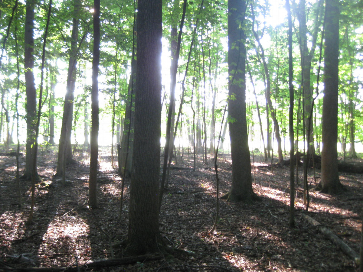 View to the east
