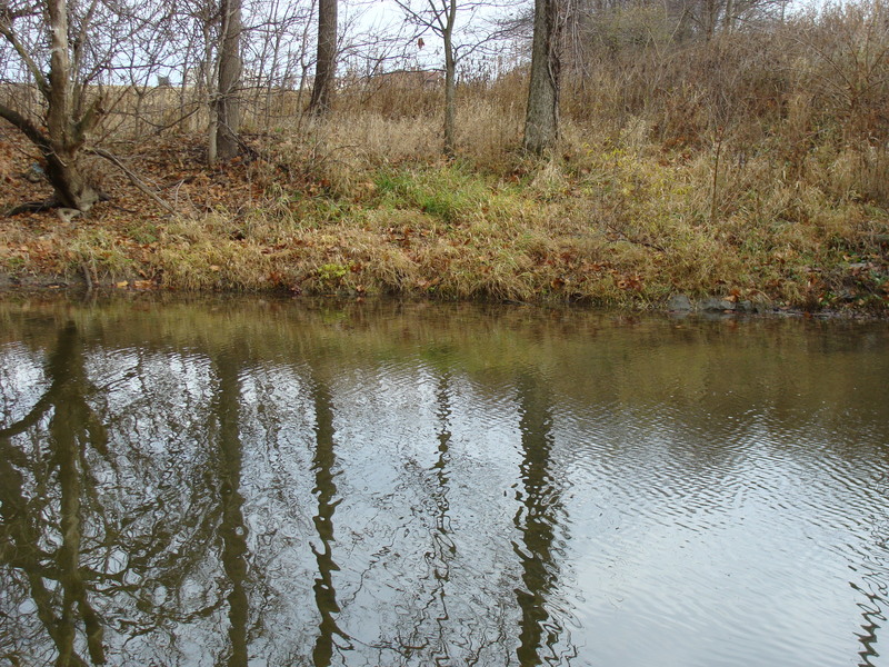 Looking to the east bank of Riley Creek from 41N 84W.