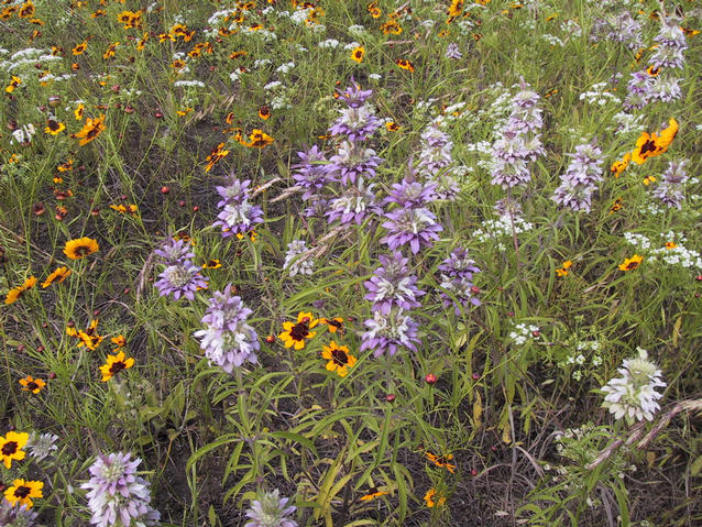 Wildflowers along US 70 near Millerton, OK
