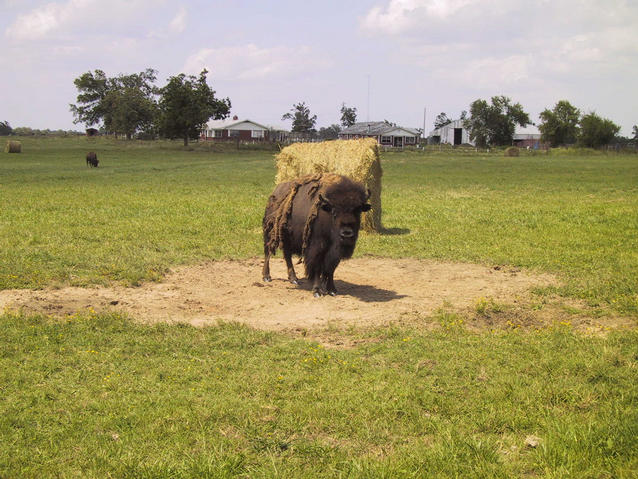 Unusual livestock along US 70