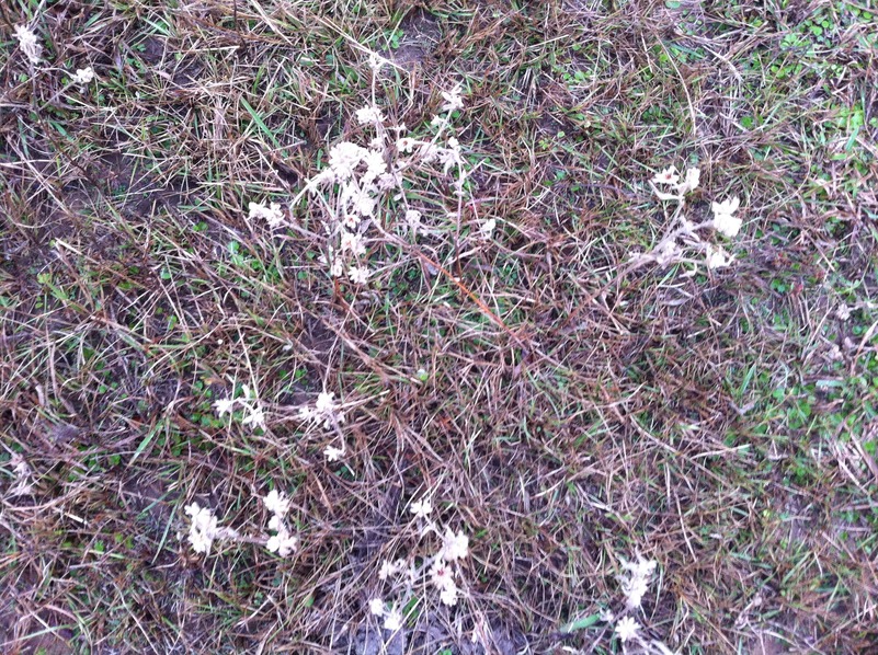 Ground cover at the confluence point.