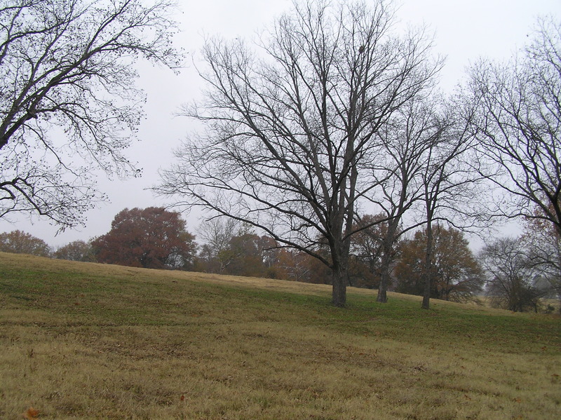 View to the west from the confluence point.