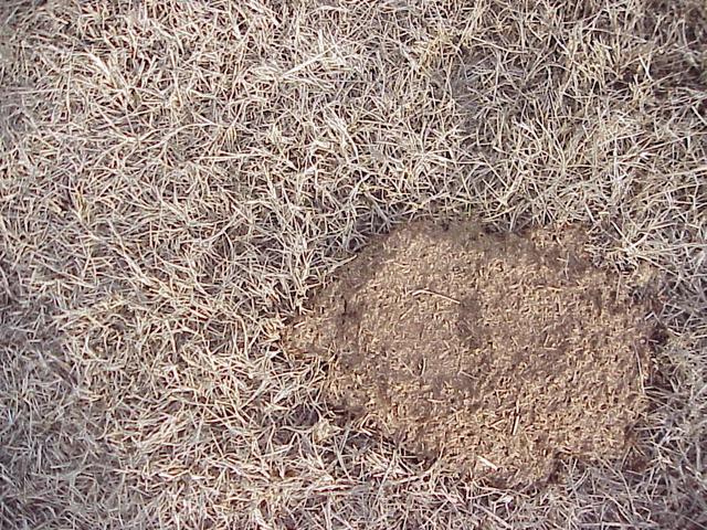 Ground cover at the confluence site.