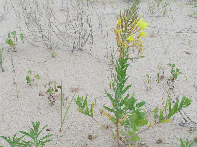 Ground cover at the sandy confluence point.