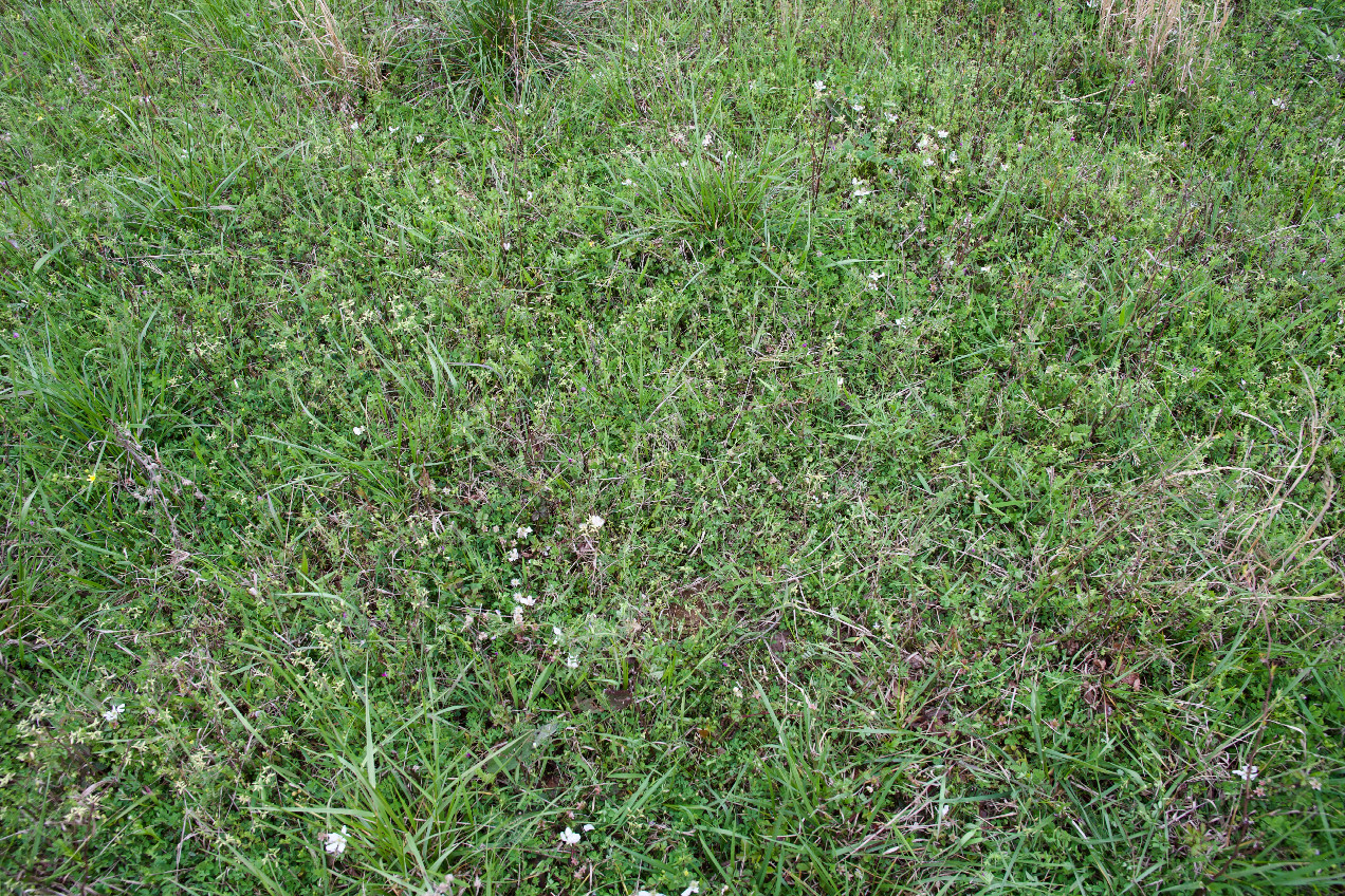 Ground cover at the confluence point