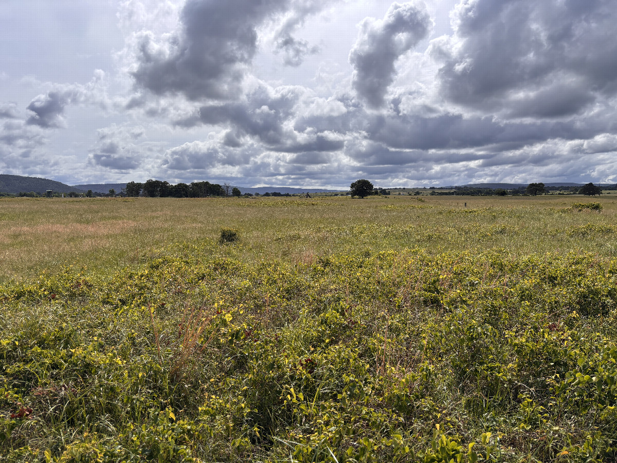 View to the west from the confluence.  