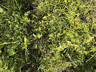 #7: Ground cover at the confluence. 