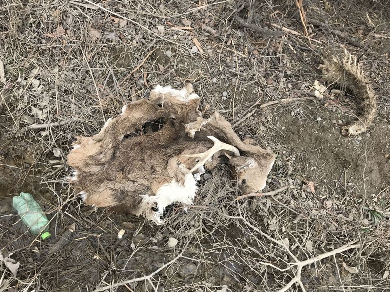 Confluence of 35 North 96 West, groundcover and remains of cattle.