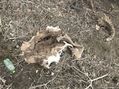 #6: Confluence of 35 North 96 West, groundcover and remains of cattle.