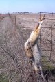 #5: Dead coyote hung on fence